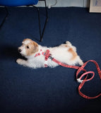 TRIP HARNESS トリップハーネス  BERRY