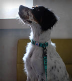 TRIP COLLAR MINT トリップカラーミント