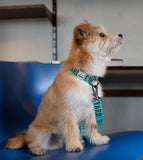 TRIP COLLAR MINT トリップカラーミント