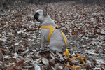 BUCKLE UP EASY HARNESS 【YELLOW,BLUE,GRAY】